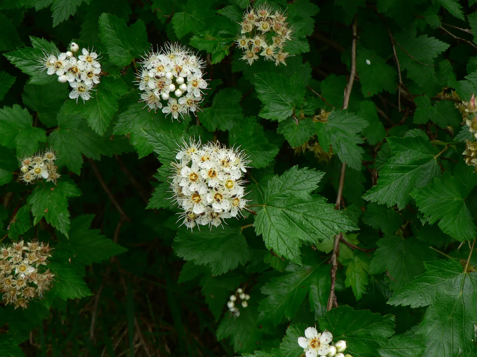 Ninebark (Physocarpus Capitatus) — From late spring to early summer