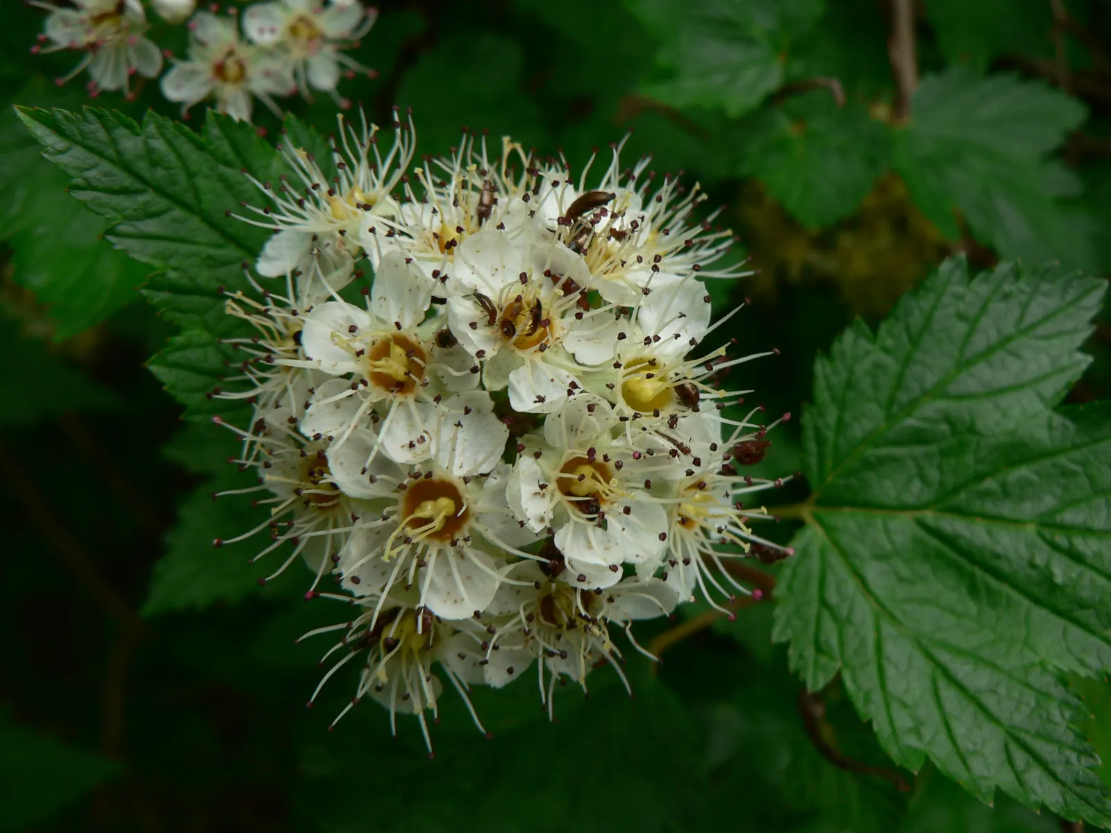 Ninebark (Physocarpus Capitatus) — deciduous shrub known for its ornamental appeal and adaptability; 1/4 inch in diameter) that are a beacon for pollinators