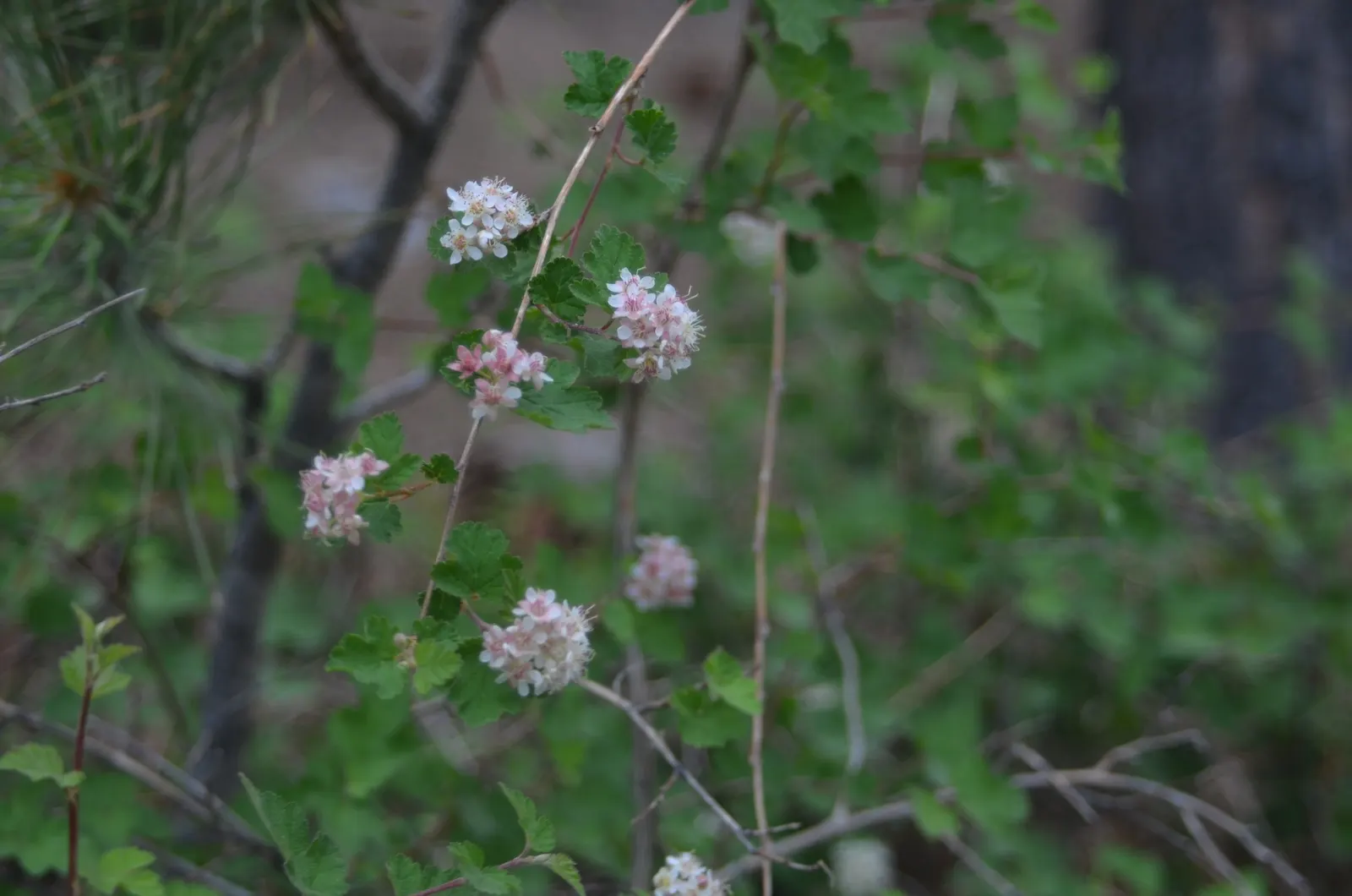 Ninebark (Physocarpus Capitatus) — It flaunts multi-season interest with a white-pinkish bloom in late spring; the plant's arching branches display, image 58