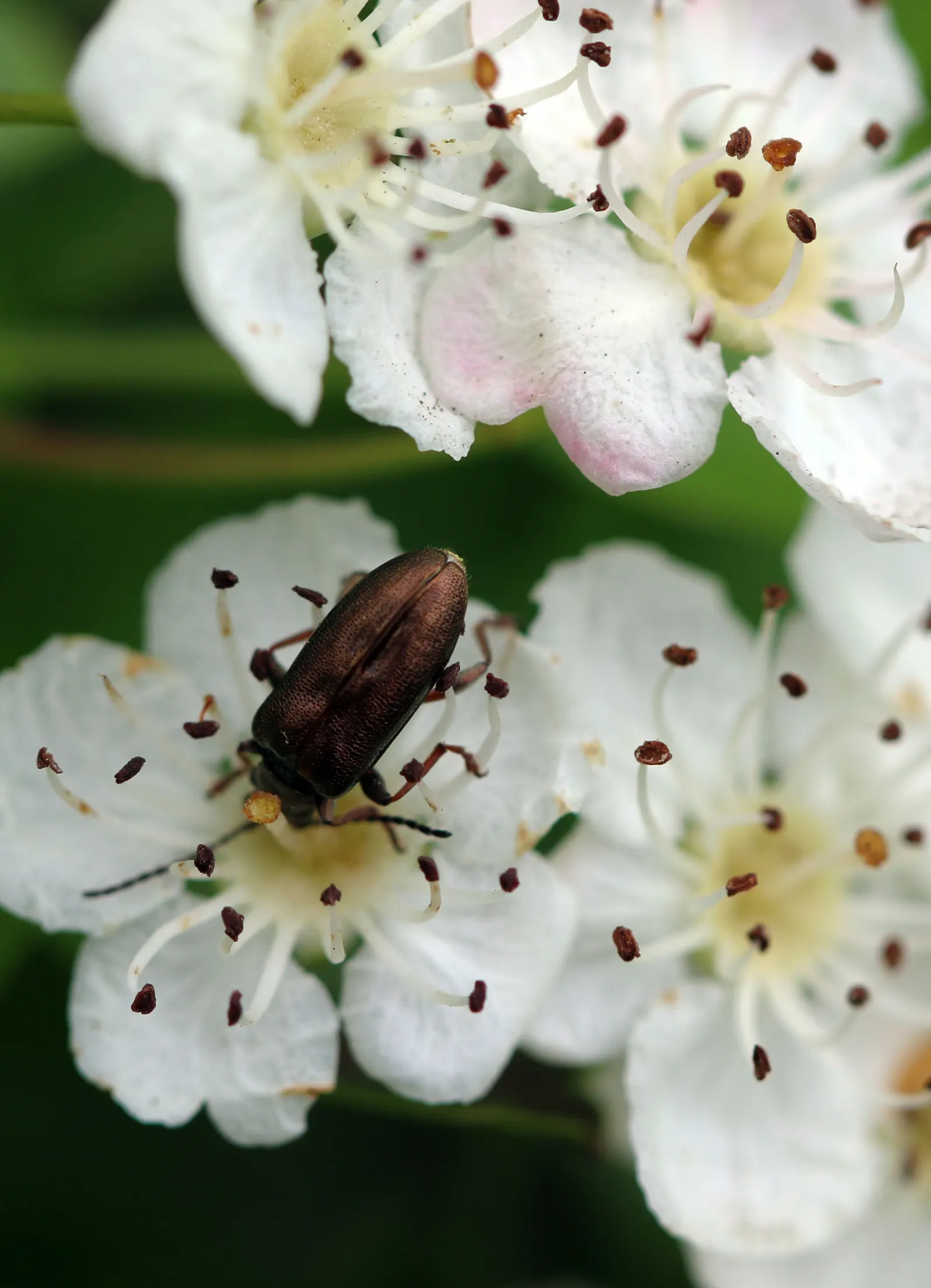 Ninebark (Physocarpus Capitatus) — requiring minimal maintenance; 1/4 inch in diameter) that are a beacon for pollinators
