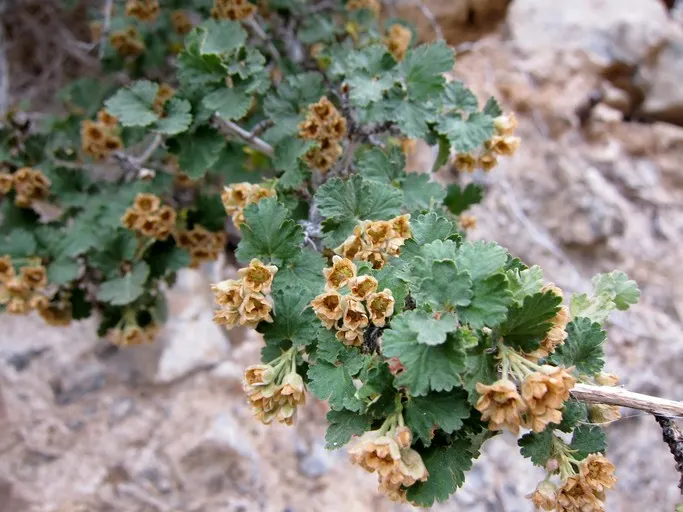 Ninebark (Physocarpus Capitatus) — white to pinkish blooms (approx; and lobed leaves that turn golden in fall