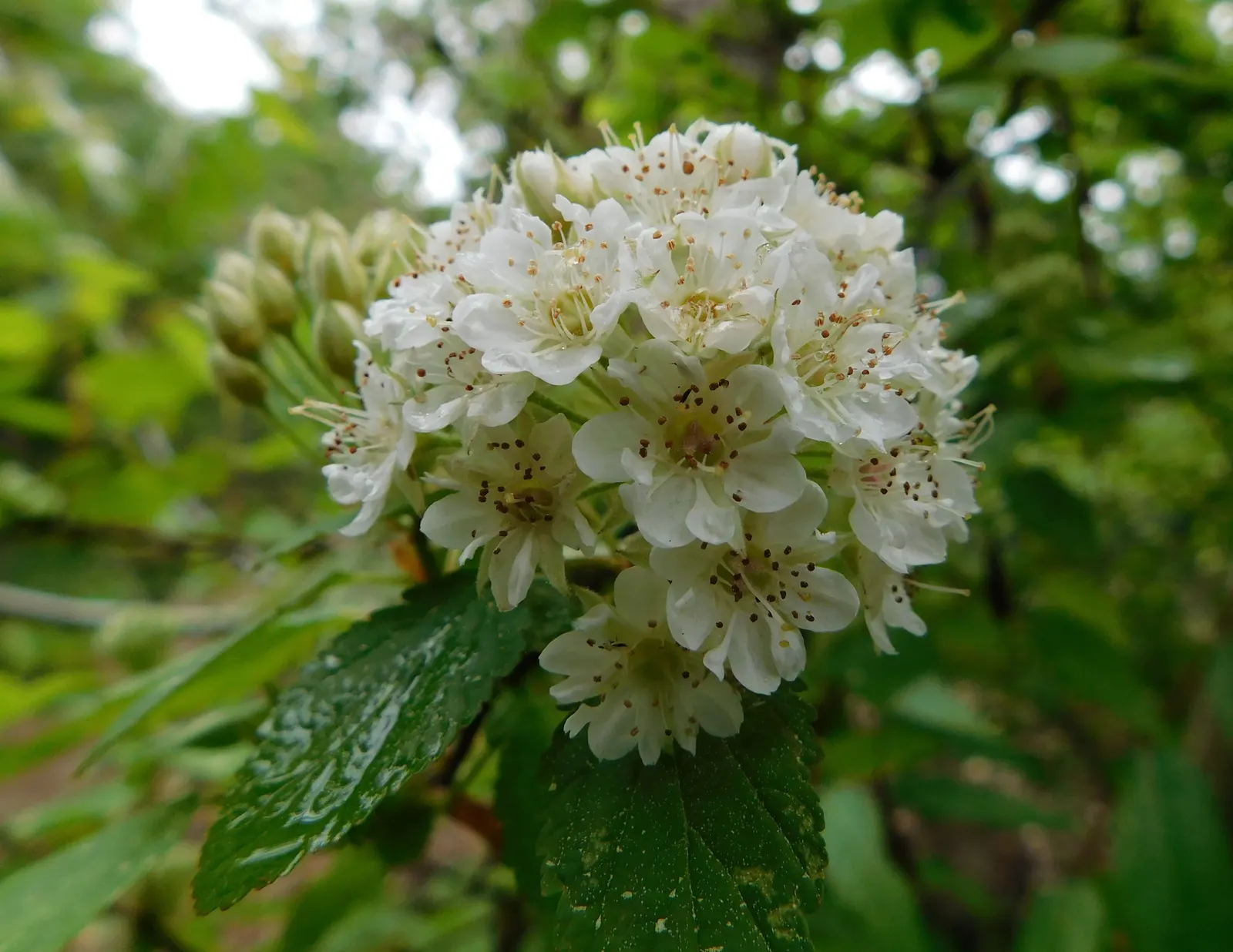 Ninebark (Physocarpus Capitatus) — Ninebark should be planted in full sun to partial shade and is tolerant of a variety of soil types; given the Ninebark's