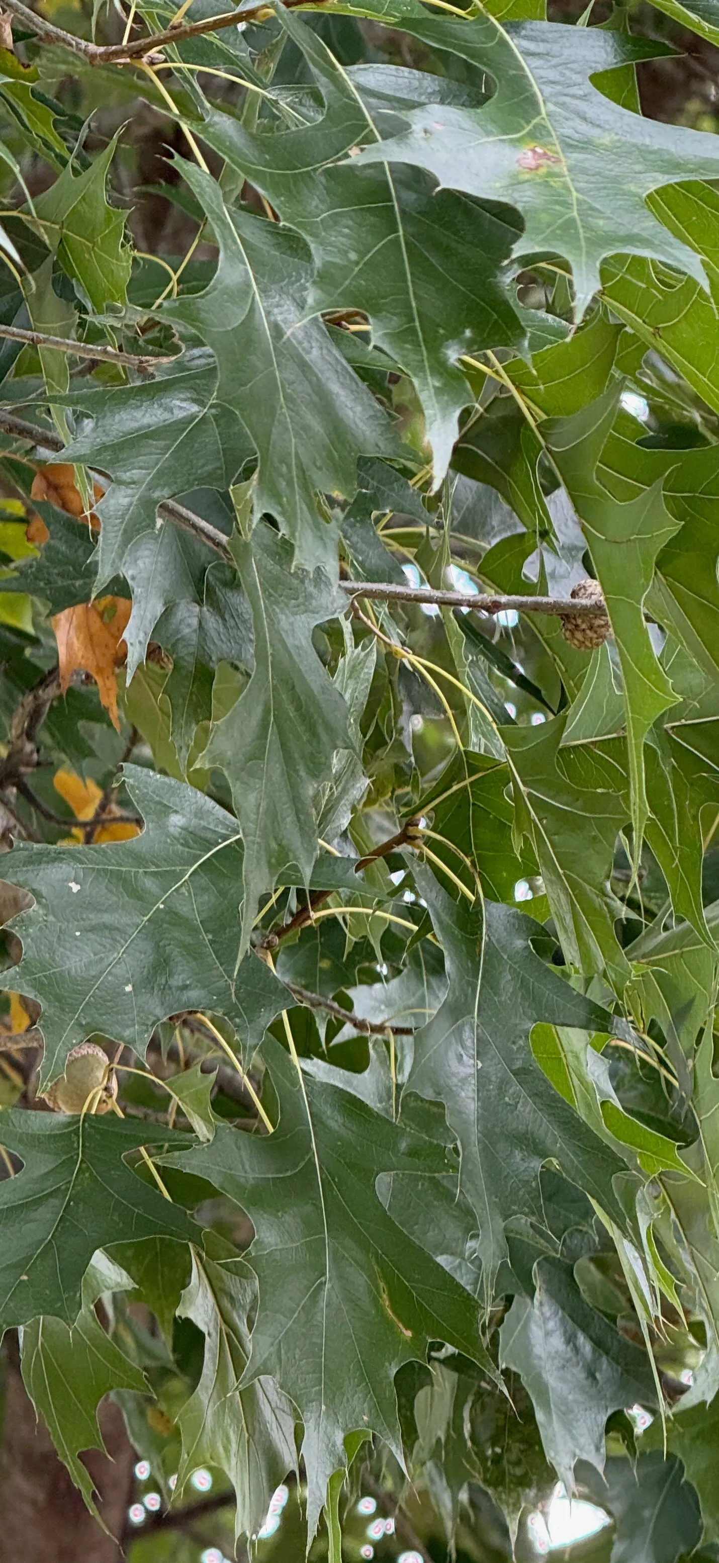 Texas Red Oak (Quercus Buckleyi) — Also known as Buckley's oak