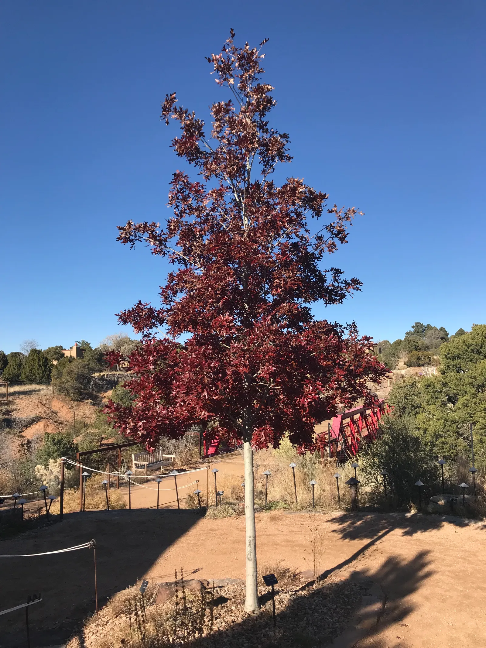 Texas Red Oak (Quercus Buckleyi) — The tree's robust growth habit commands space and attention in any landscape design