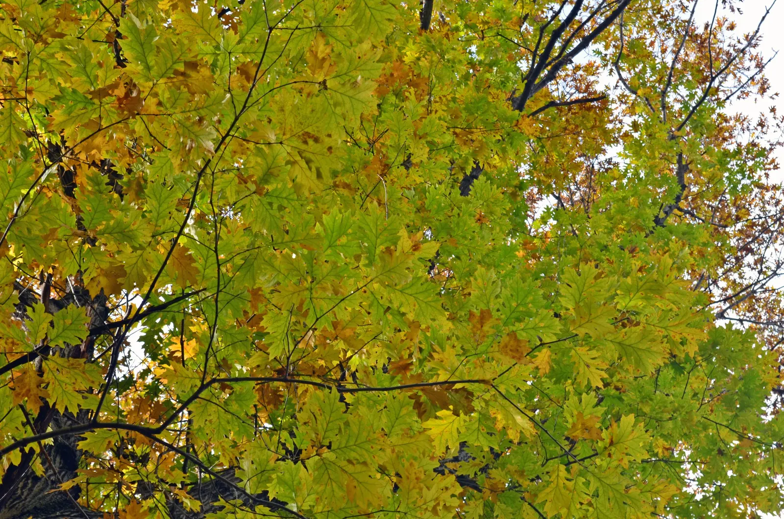 Texas Red Oak (Quercus Buckleyi) — Its drought tolerance and adaptability to various soil conditions make it a robust choice for Texan landscapes