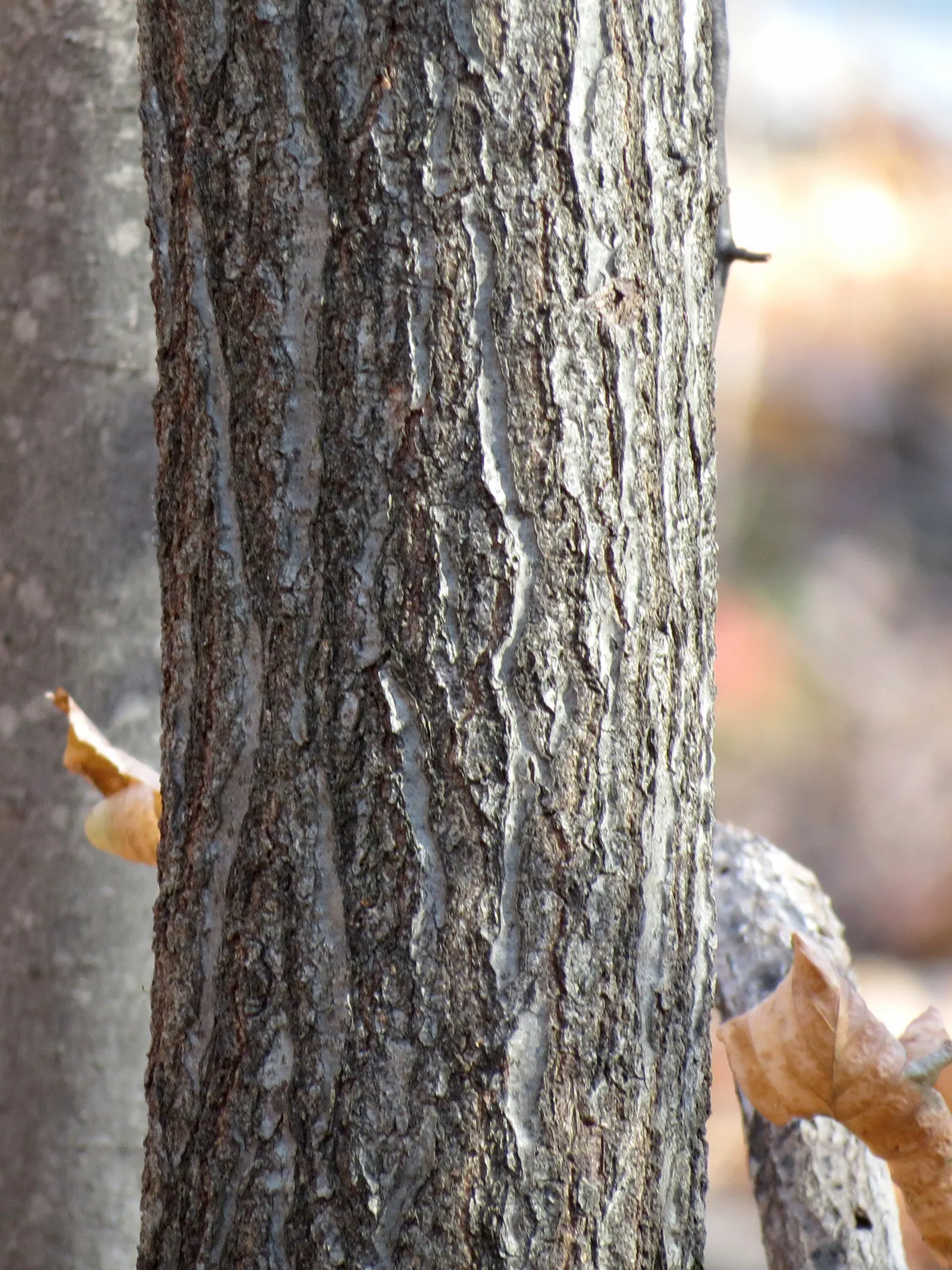 Texas Red Oak (Quercus Buckleyi) — scientifically named Quercus buckleyi
