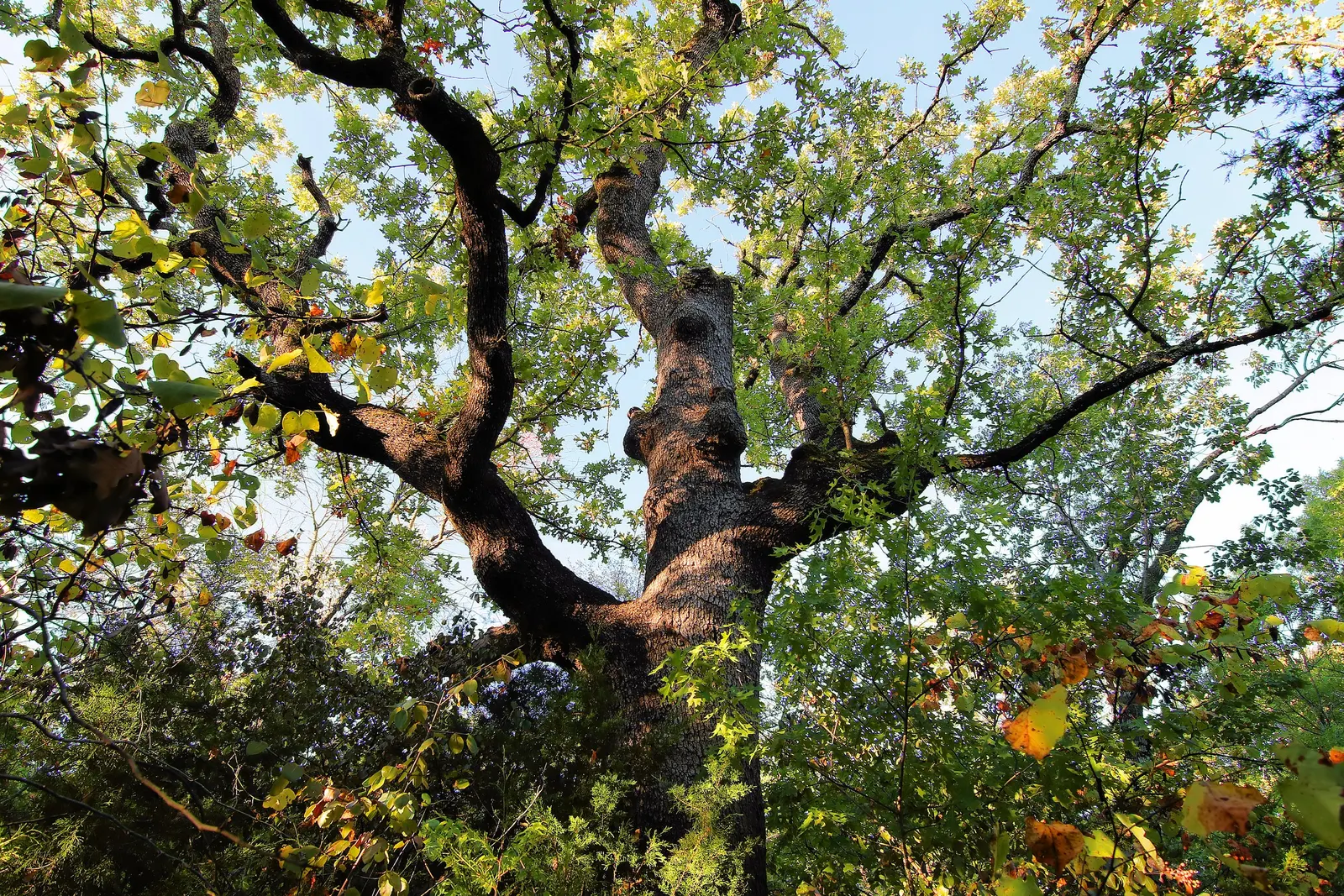 Texas Red Oak (Quercus Buckleyi) — The tree also provides valuable habitat and food for local wildlife with its acorns