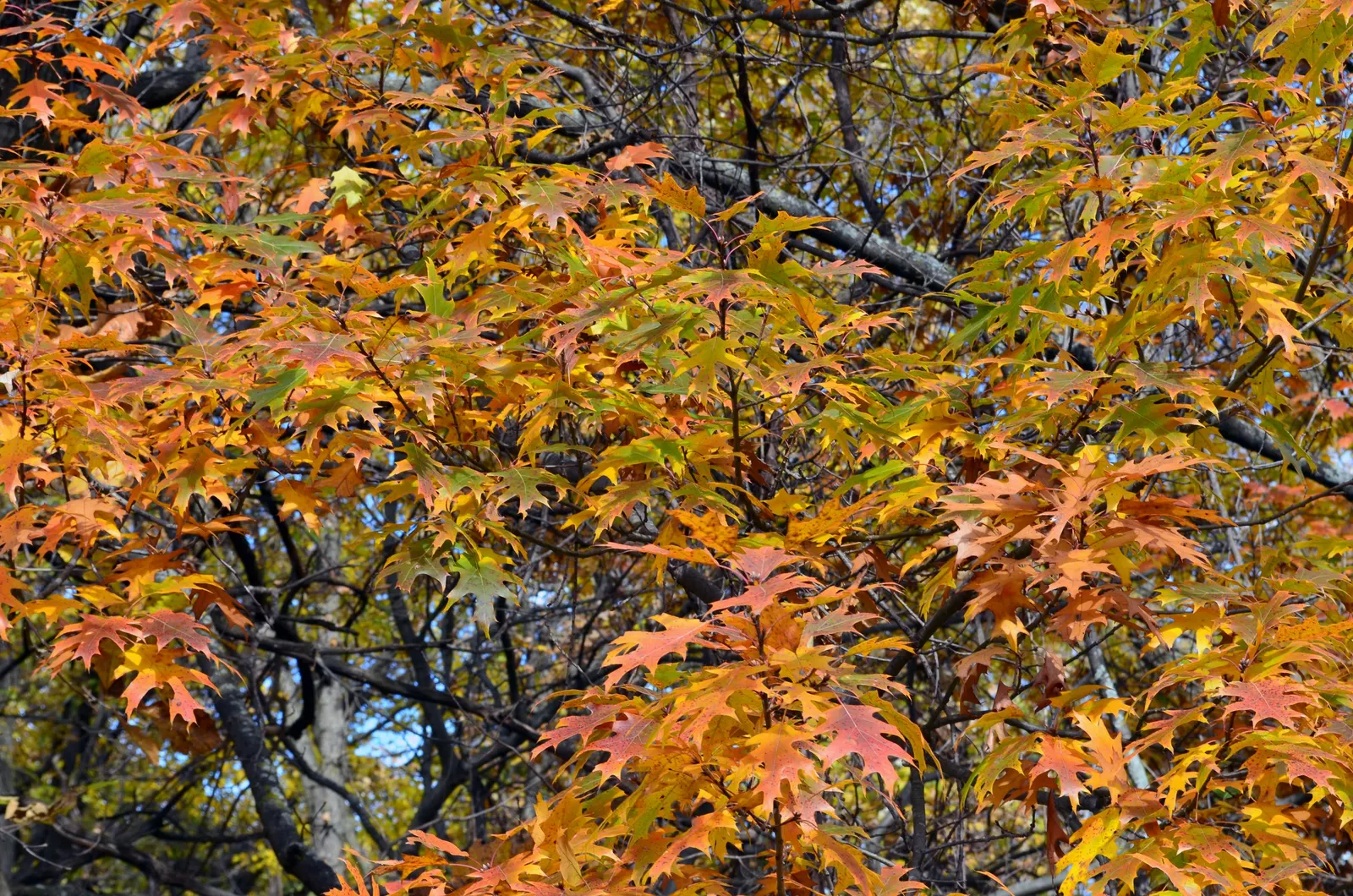 Texas Red Oak (Quercus Buckleyi) — The Texas Red Oak (Quercus buckleyi) is a stately deciduous tree, cherished for its vibrant red fall foliage