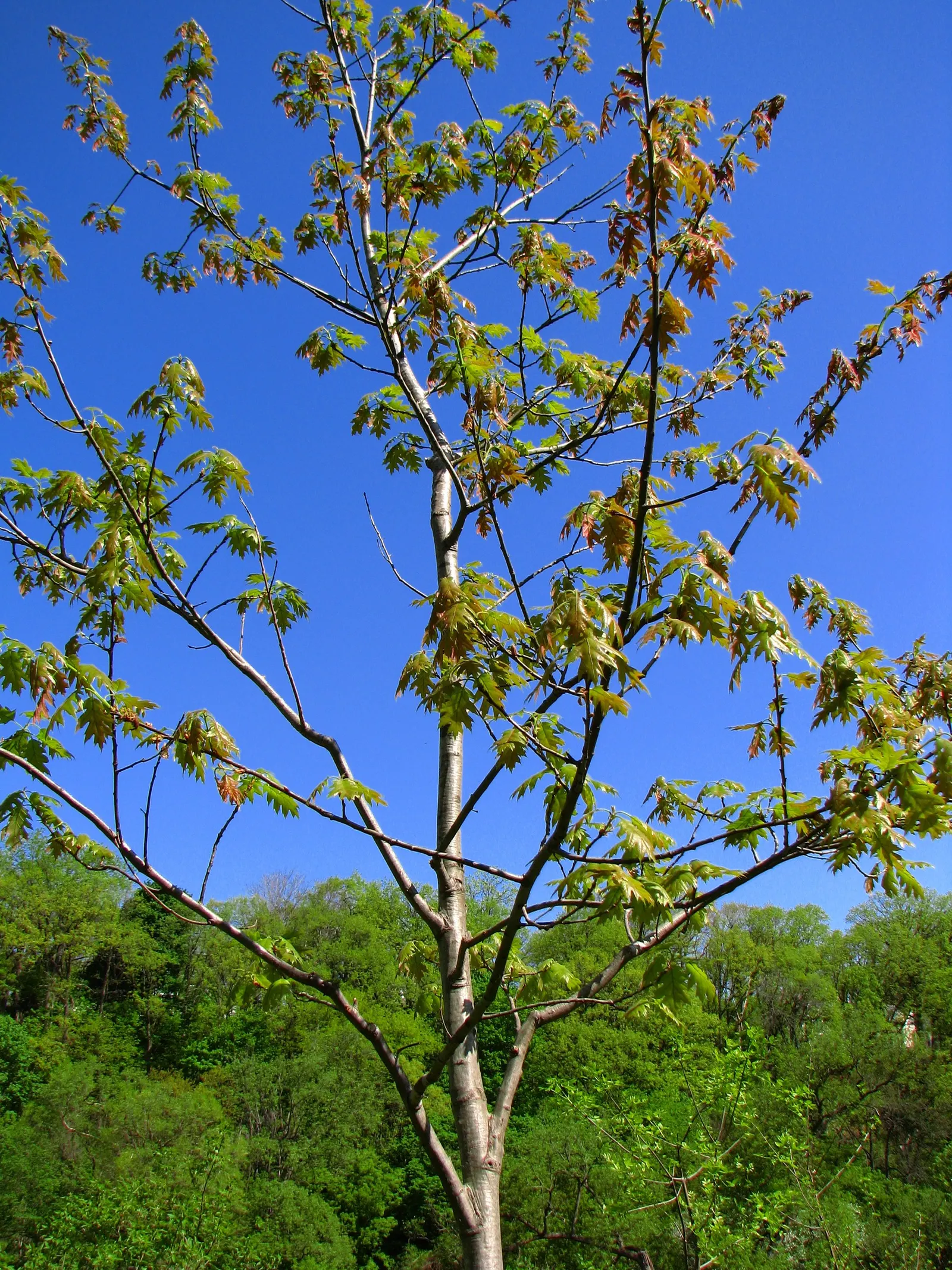 Texas Red Oak (Quercus Buckleyi) — reaching 30-50 feet in height