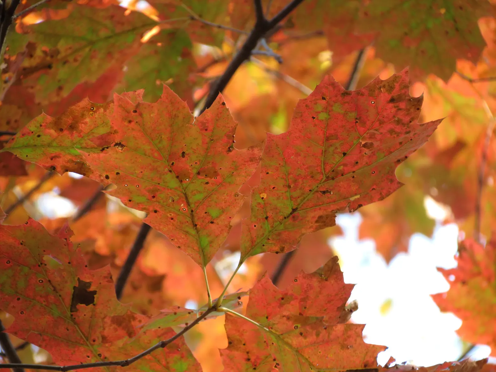 Texas Red Oak (Quercus Buckleyi) — it thrives in well-drained soil