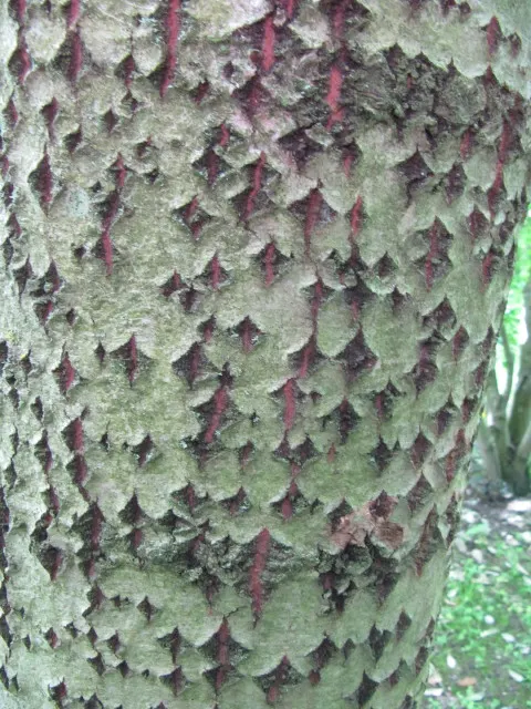 Bolleana Poplar (Populus Bolleana) — The Bolleana Poplar (Populus bolleana) is a fast-growing