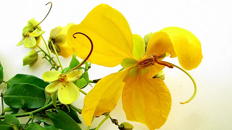 Golden Wonder (Senna Splendida) — long, and fast growth make it excellent for creating visual impact or privacy screens