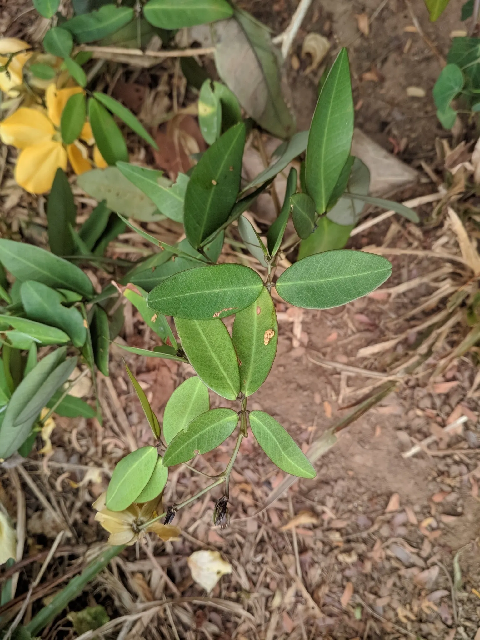 Golden Wonder (Senna Splendida) — Golden Wonders prefer full sunlight to partial shade