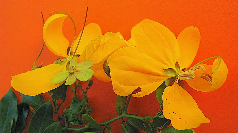 Golden Wonder (Senna Splendida) — each about 1 to 2 inches long
