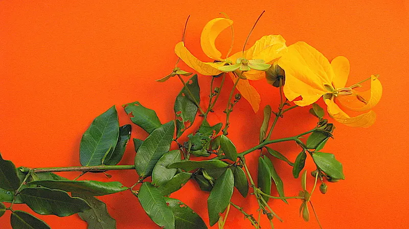 Golden Wonder (Senna Splendida) — providing a commanding presence within garden designs