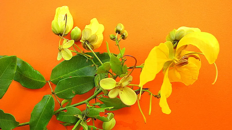 Golden Wonder (Senna Splendida) — It is valued for its profuse, golden-yellow flower clusters that bloom in late summer to fall