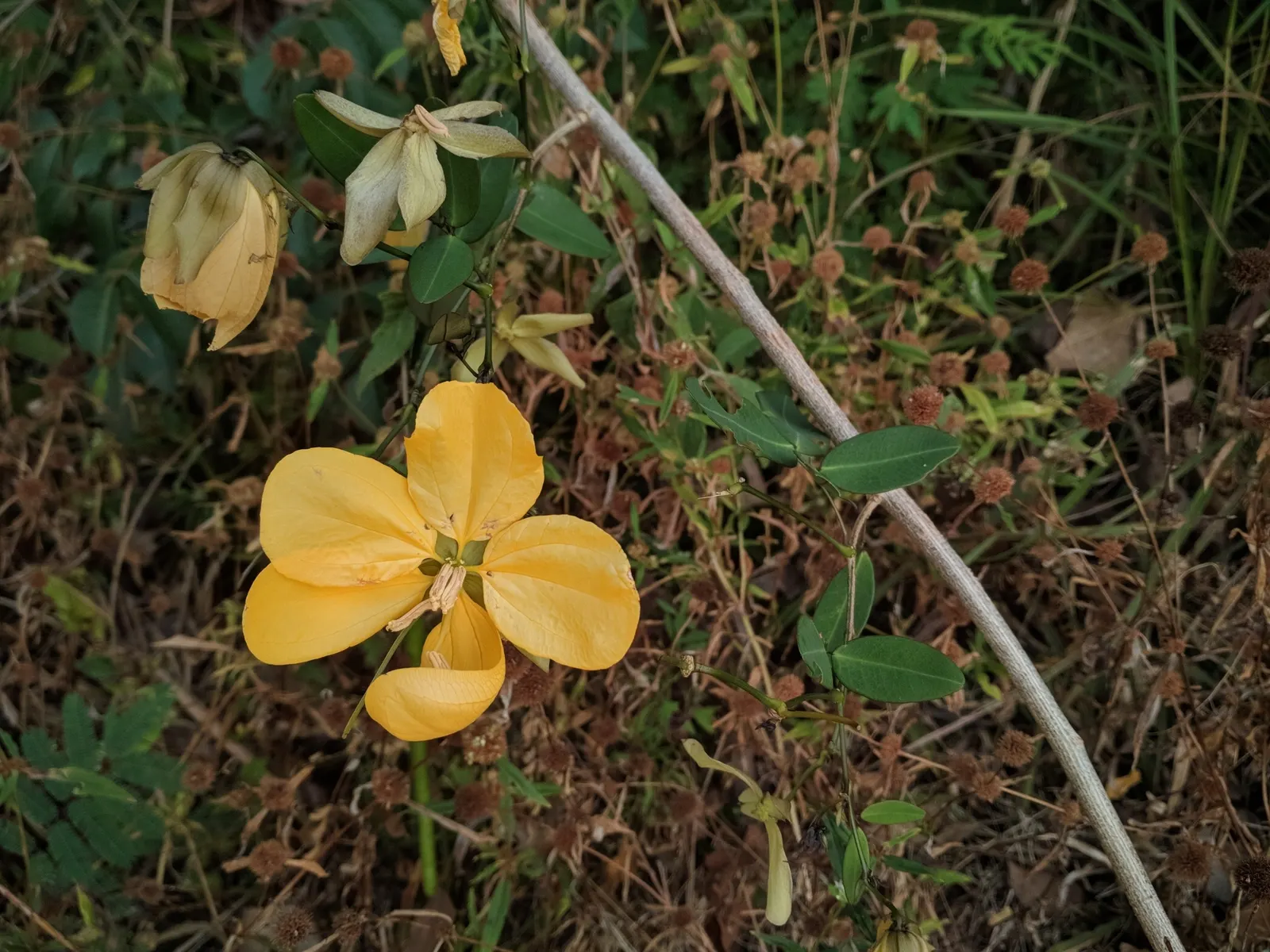Golden Wonder (Senna Splendida) — thriving in well-drained soils