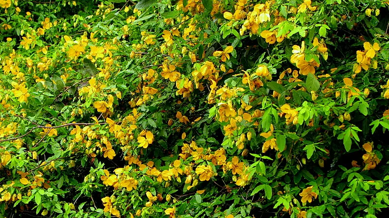 Golden Wonder (Senna Splendida) — This sun-loving, drought-tolerant plant requires well-drained soil