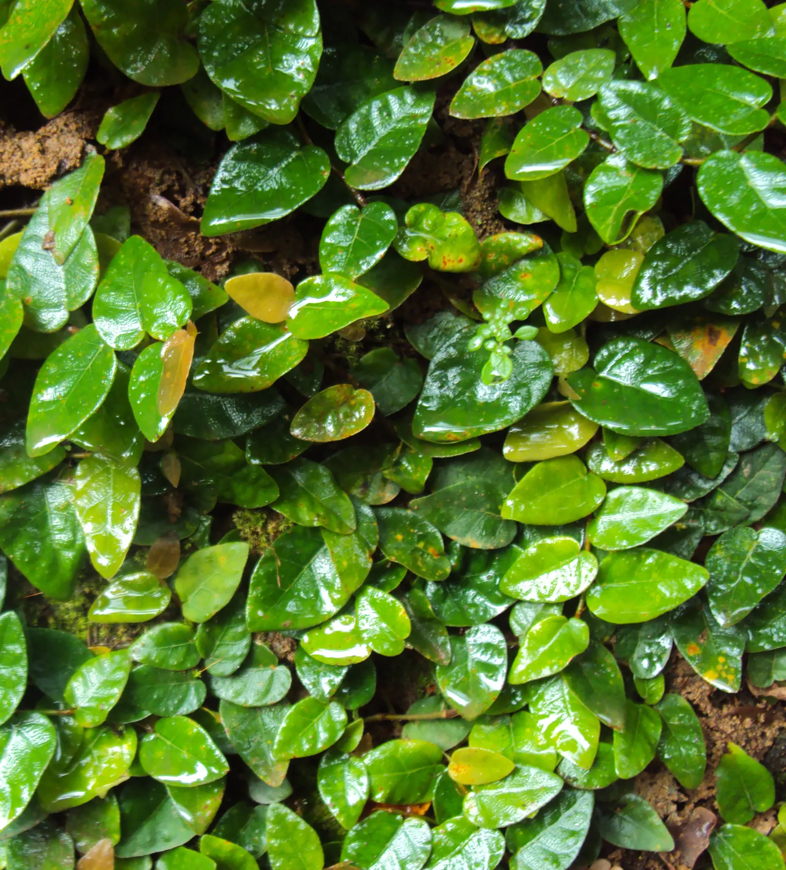 Creeping Fig (Ficus Pumila) — Its petite heart-shaped leaves; though it can tolerate sunnier spots once established