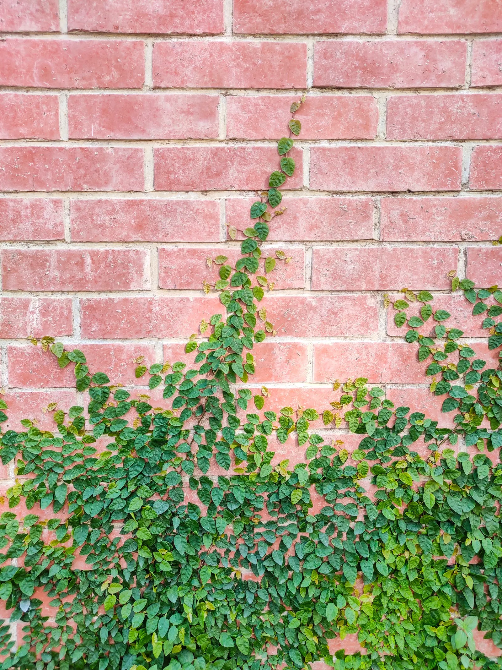 Creeping Fig (Ficus Pumila) — This vine is ideal for creating a green fa√ßade or covering unattractive fences