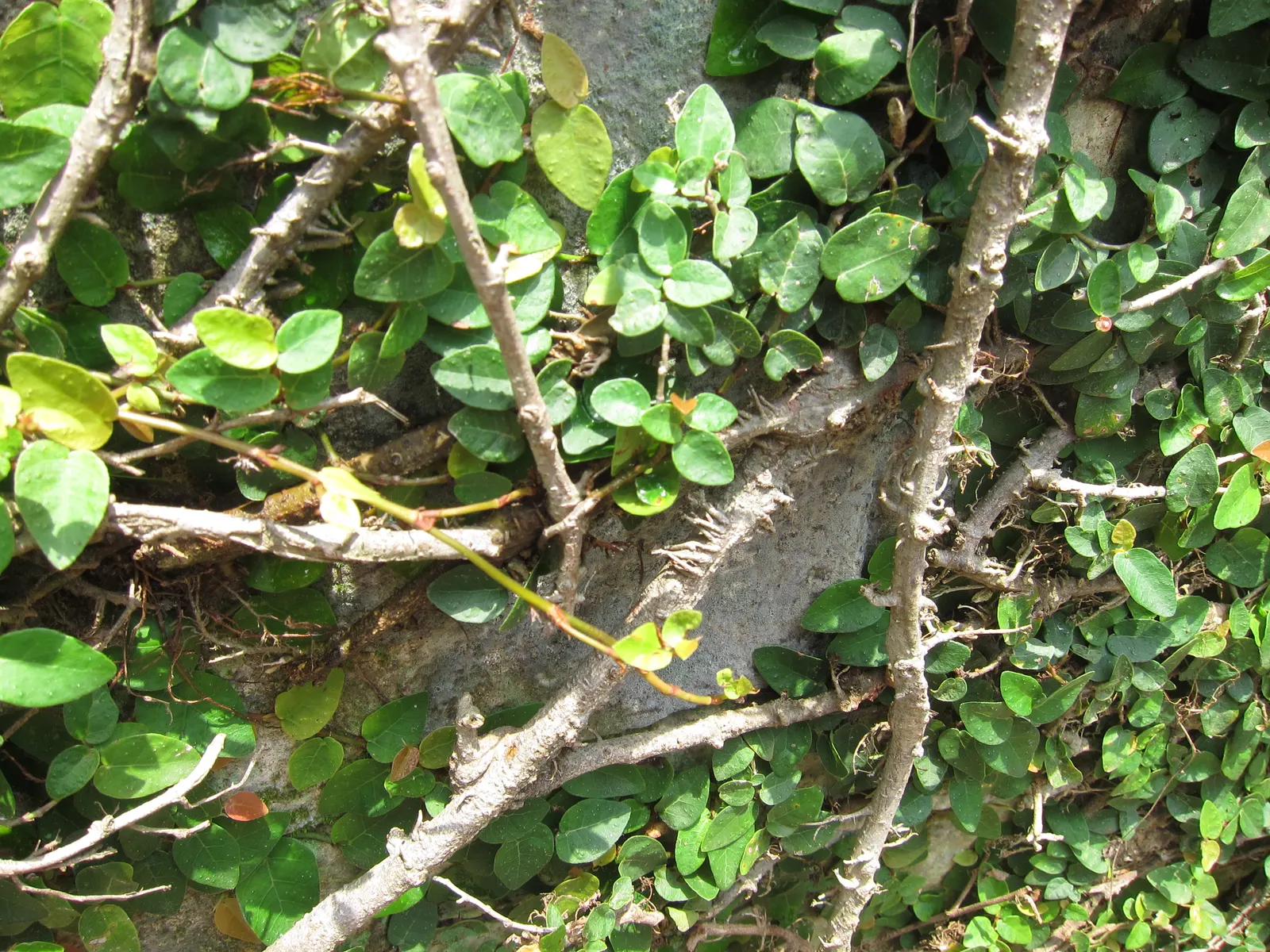 Creeping Fig (Ficus Pumila) — and requires minimal maintenance once established; enjoys partial sun to shade, image 61