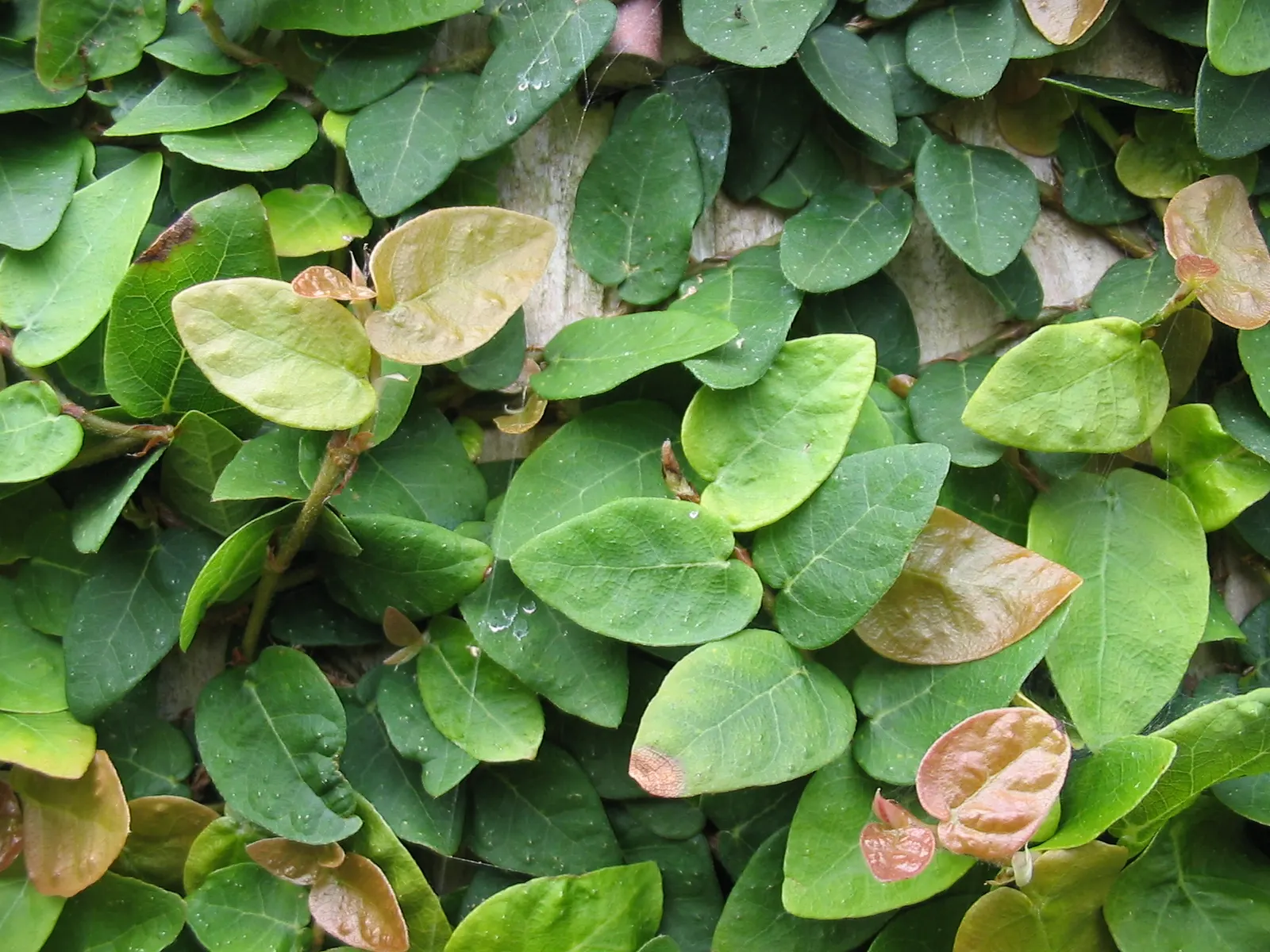 Creeping Fig (Ficus Pumila) — Creeping Fig, or Ficus pumila, is a vigorous, fast-growing vine, perfect for covering walls and fences