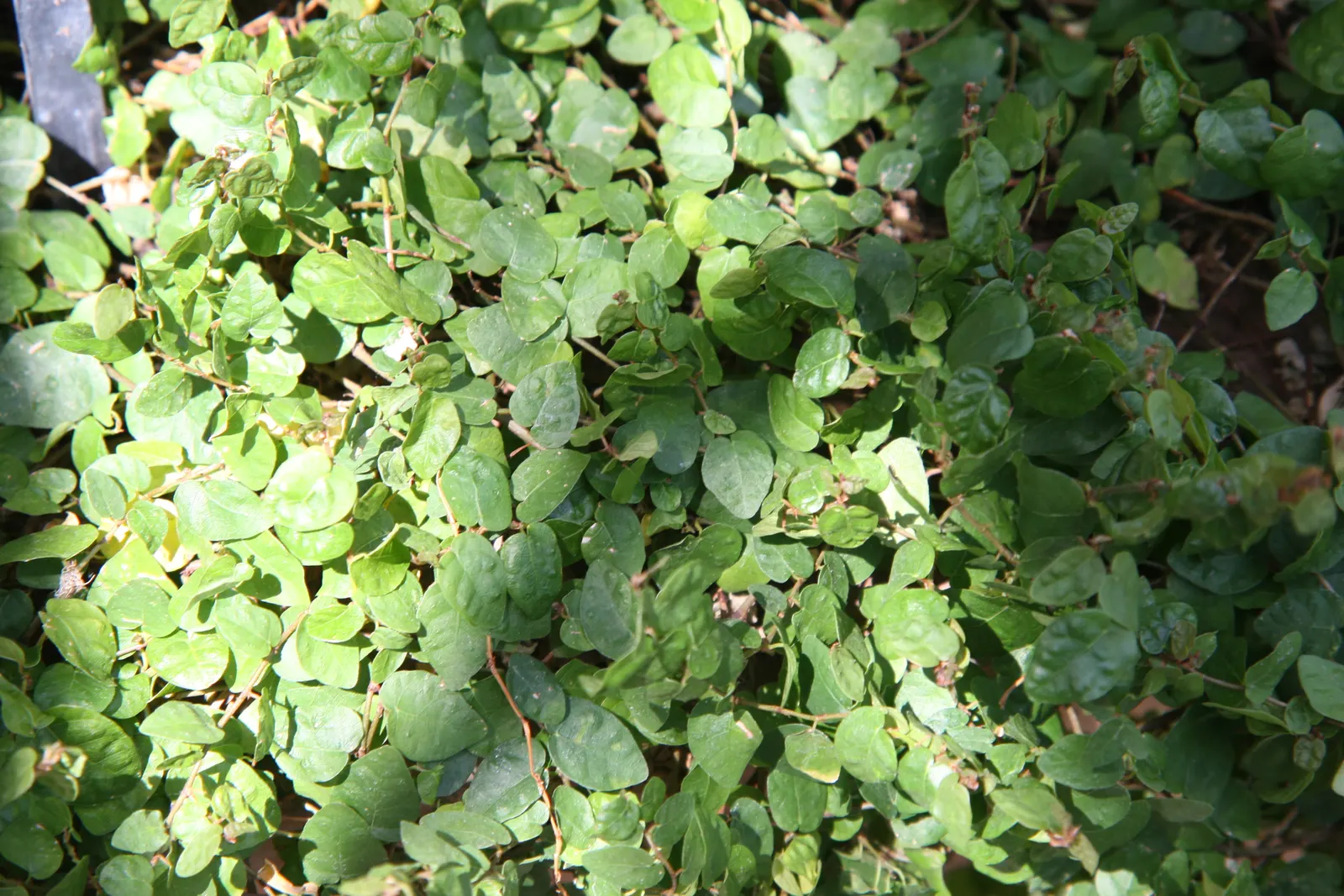 Creeping Fig (Ficus Pumila) — living tapestry in your landscape; making it both an aesthetic and functional addition to any landscape design