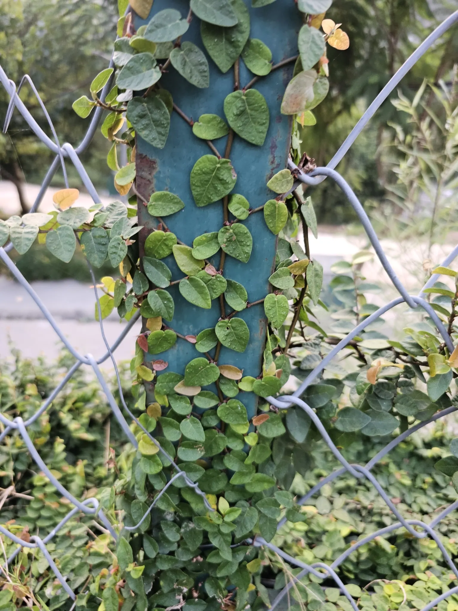 Creeping Fig (Ficus Pumila) — understanding the growth patterns of Ficus pumila is crucial; making it both an aesthetic and functional addition to any