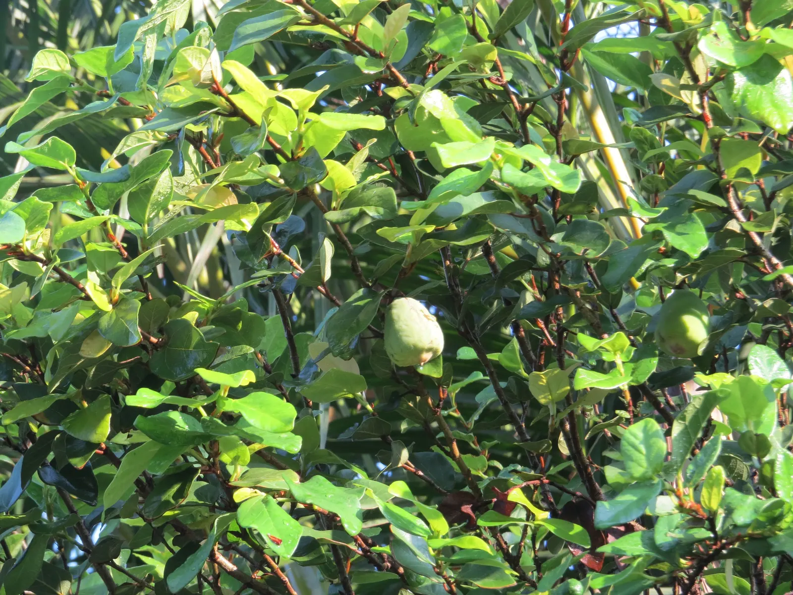 Creeping Fig (Ficus Pumila) — note that Creeping Fig needs regular trimming to maintain its shape and prevent overgrowth; enjoys partial sun to shade