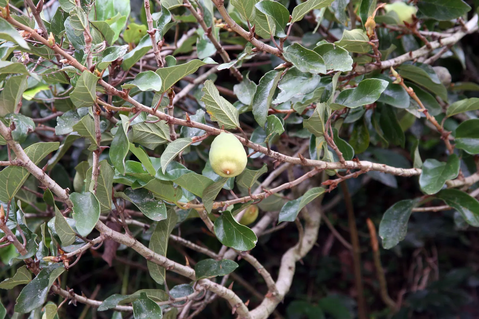 Creeping Fig (Ficus Pumila) — Mature growth can reach 25-30 feet long and about 3 feet wide; its petite heart-shaped leaves, image 62
