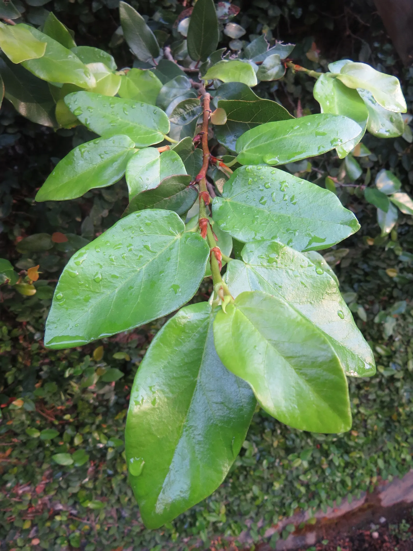 Creeping Fig (Ficus Pumila) — offering a dynamic visual as they progress; its petite heart-shaped leaves