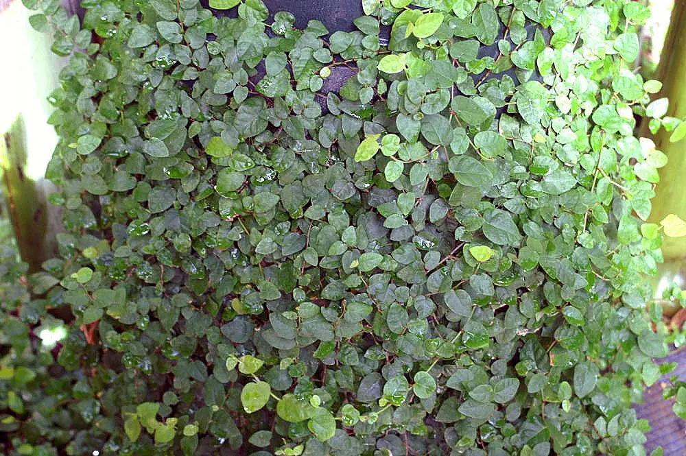 Creeping Fig (Ficus Pumila) — living tapestry in your landscape; making it both an aesthetic and functional addition to any landscape design, image 64