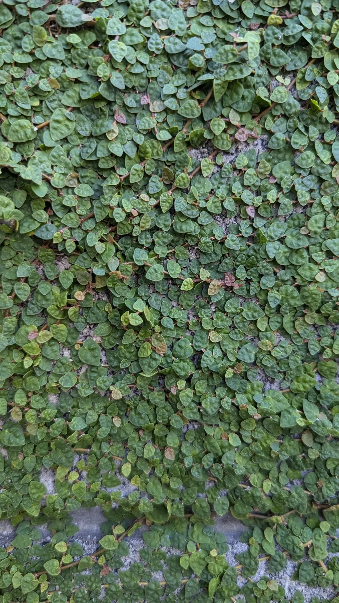 Creeping Fig (Ficus Pumila) — Clients should also be made aware that while it is generally low-maintenance; its petite heart-shaped leaves, image 82