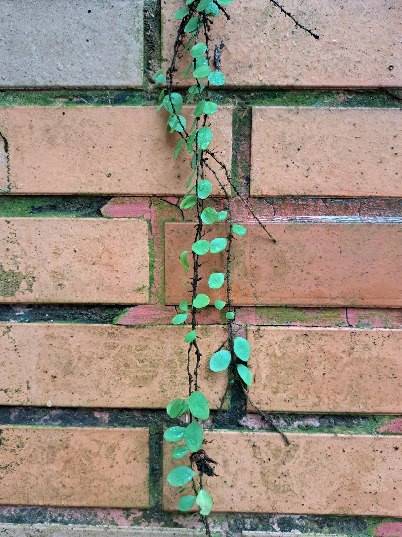 Creeping Fig (Ficus Pumila) — making it both an aesthetic and functional addition to any landscape design; enjoys partial sun to shade, image 81