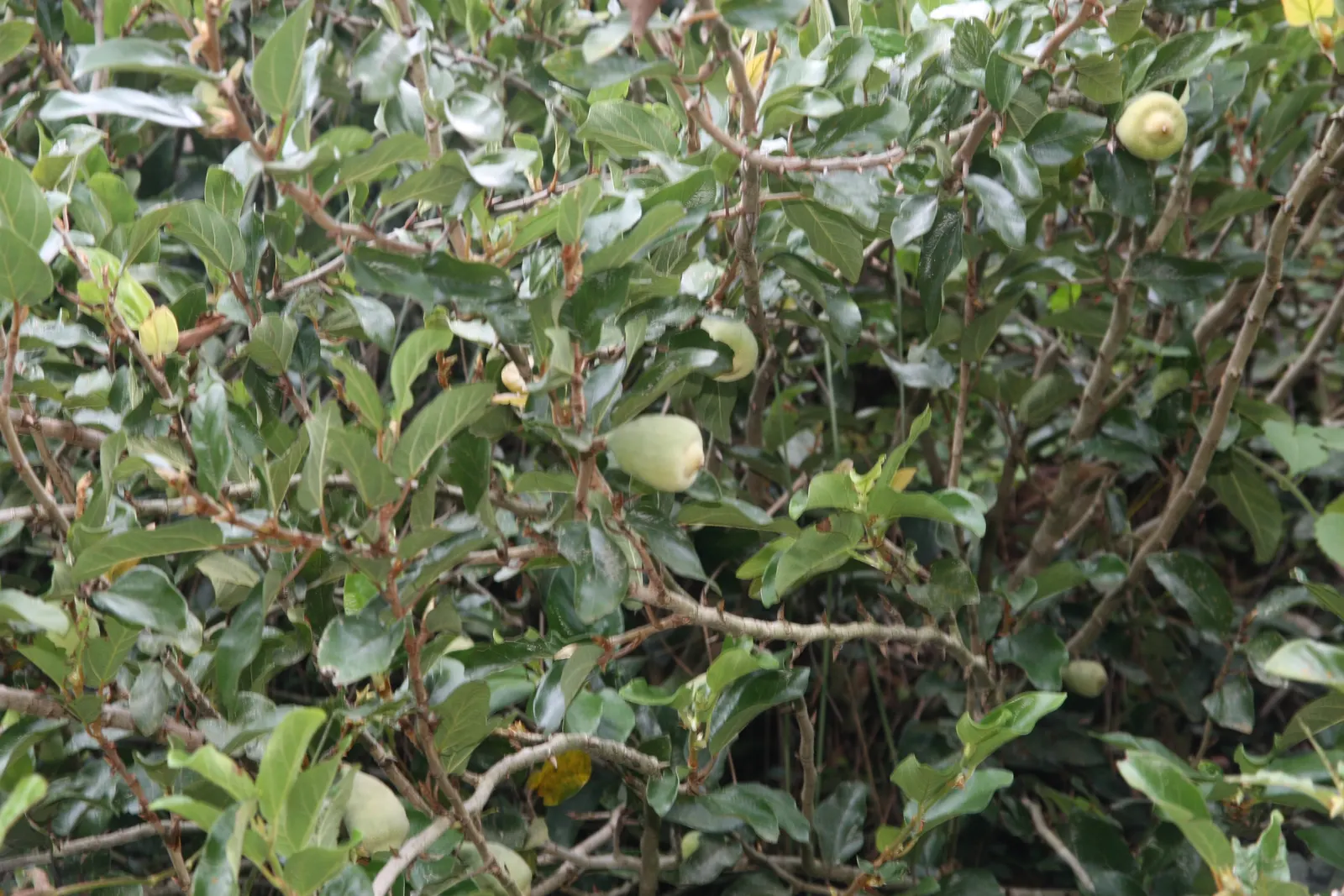 Creeping Fig (Ficus Pumila) — making it ideal for creating a verdant; though it can tolerate sunnier spots once established, image 63