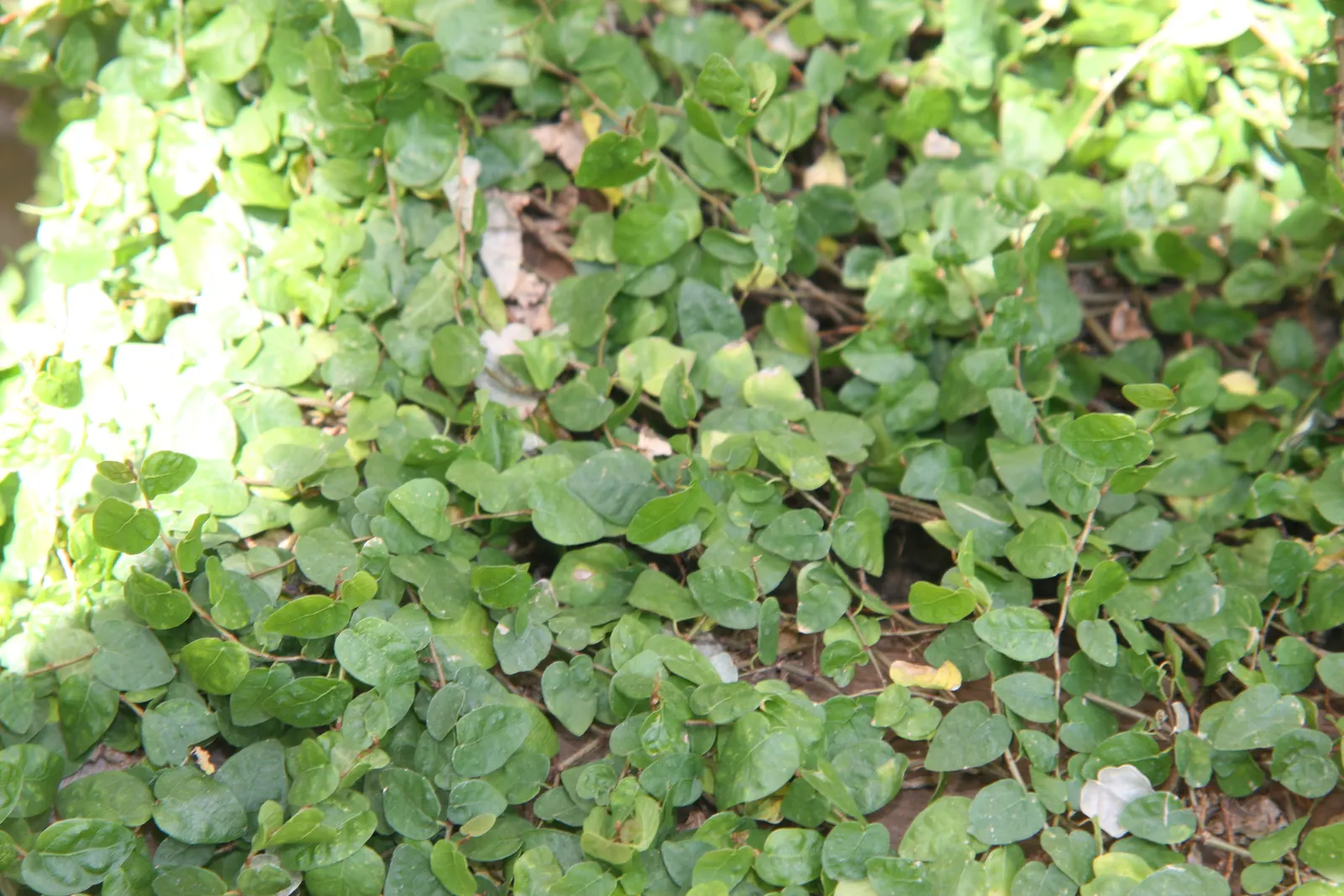 Creeping Fig (Ficus Pumila) — making it ideal for creating a verdant; though it can tolerate sunnier spots once established