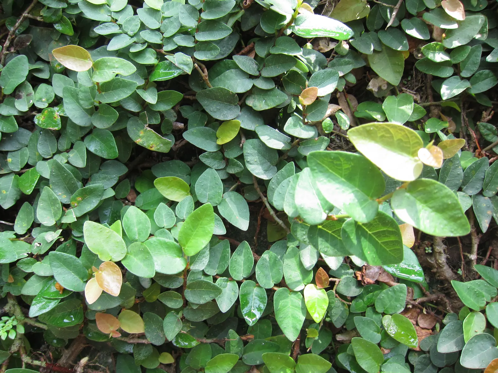 Creeping Fig (Ficus Pumila) — care must be taken in placement to avoid damage to structures from the adhesive roots; though it can tolerate sunnier spots once