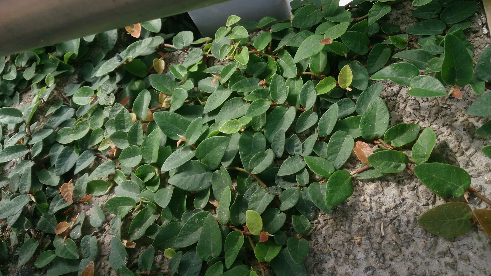 Creeping Fig (Ficus Pumila) — Its petite heart-shaped leaves; though it can tolerate sunnier spots once established, image 67