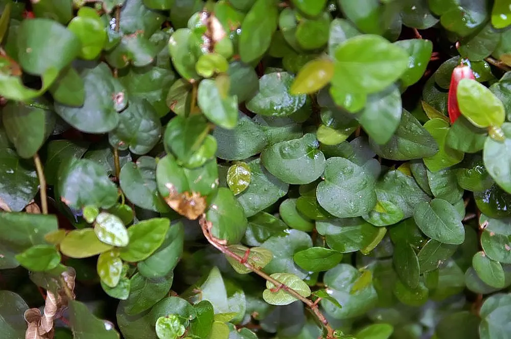Creeping Fig (Ficus Pumila) — scientifically known as Ficus pumila; enjoys partial sun to shade, image 65