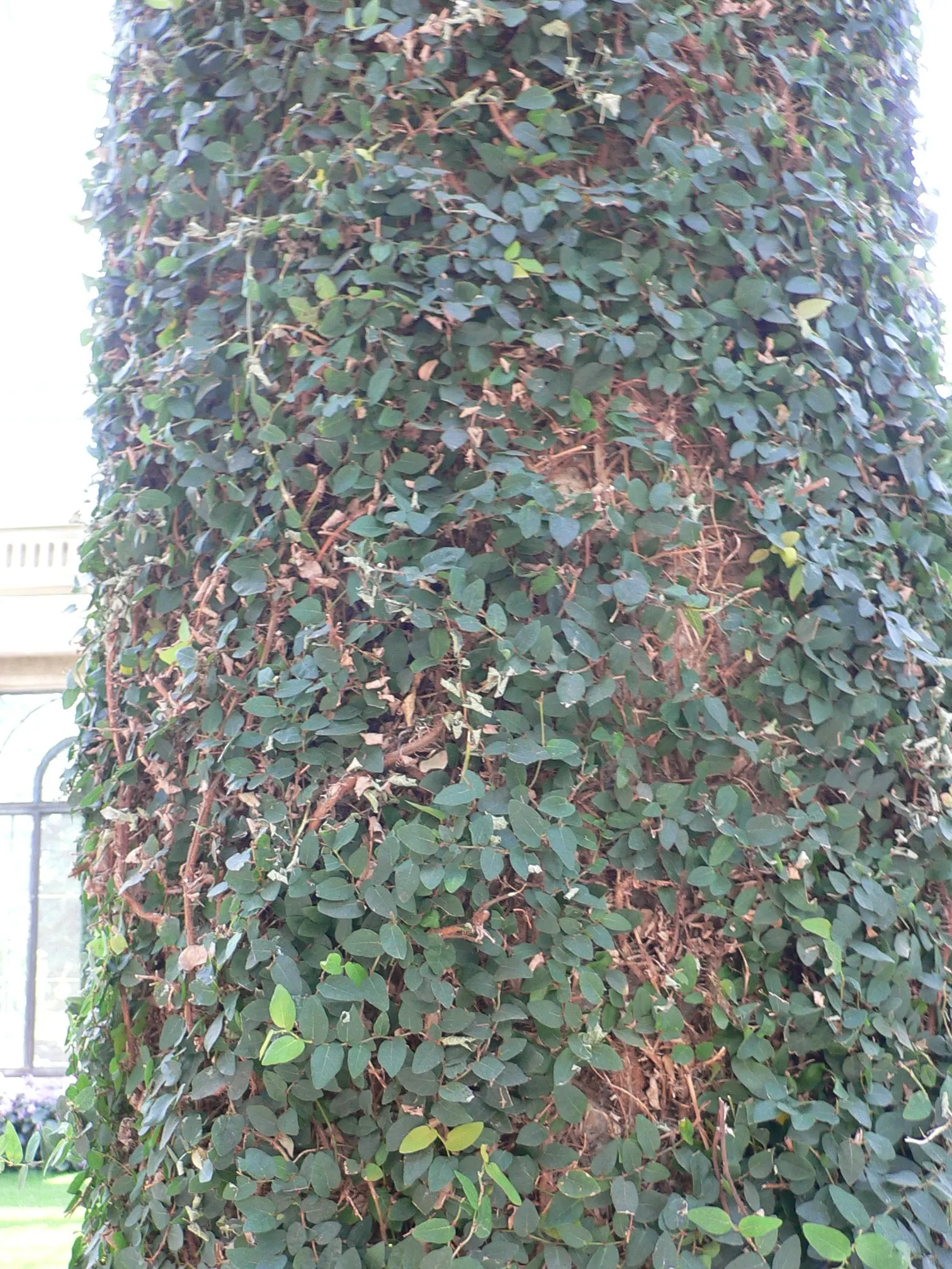 Creeping Fig (Ficus Pumila) — enjoys partial sun to shade; making it both an aesthetic and functional addition to any landscape design
