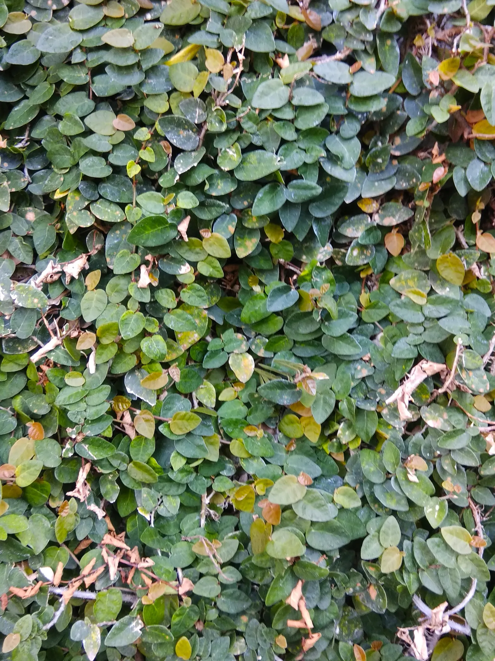 Creeping Fig (Ficus Pumila) — Its aggressive growth habits require monitoring