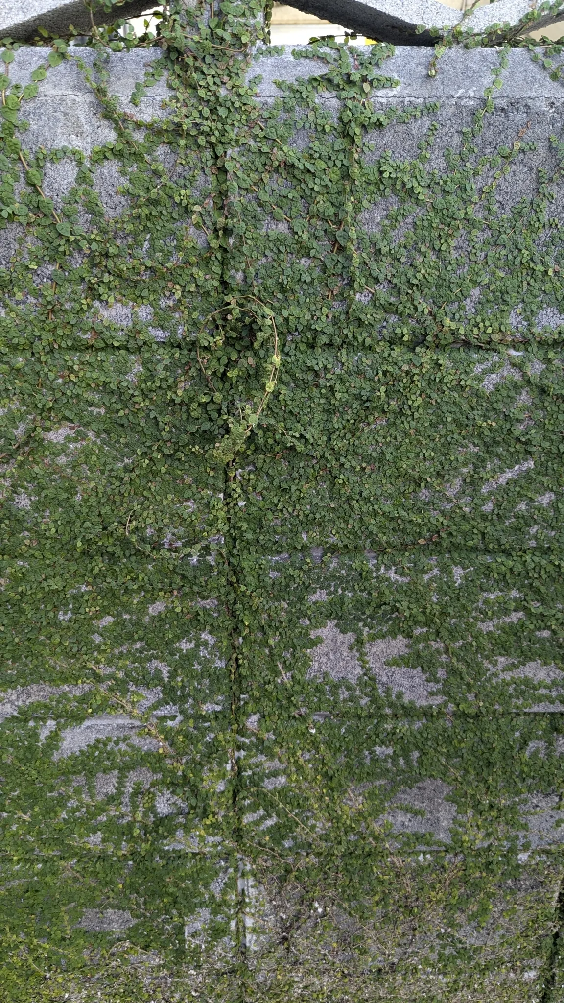 Creeping Fig (Ficus Pumila) — understanding the growth patterns of Ficus pumila is crucial; making it both an aesthetic and functional addition to, image 100