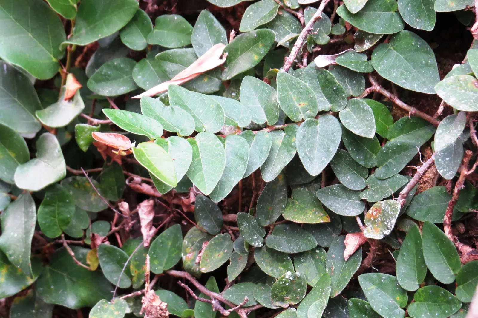 Creeping Fig (Ficus Pumila) — typically around 1 inch in length; making it both an aesthetic and functional addition to any landscape design, image 68