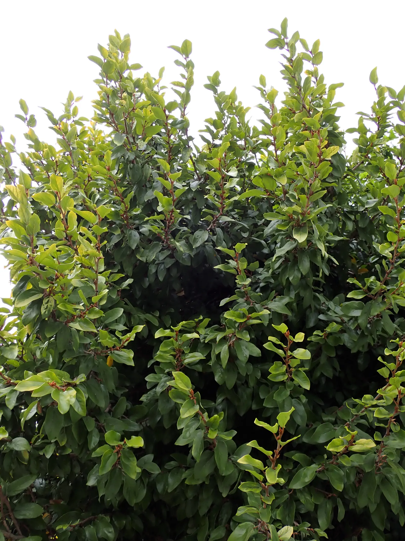 Creeping Fig (Ficus Pumila) — fast-growing vine with a penchant for creating lush green tapestries over garden features; its petite heart-shaped leaves