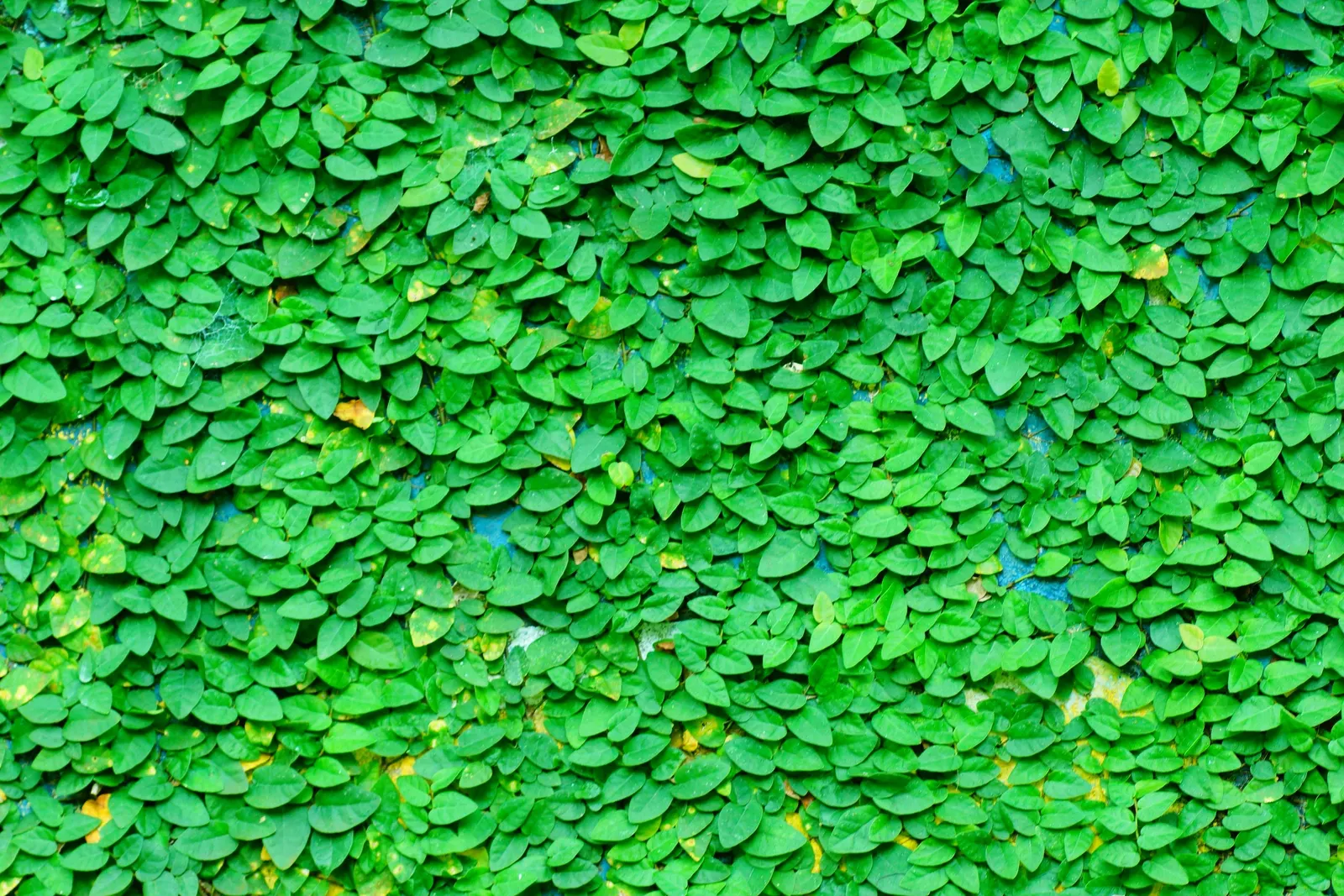 Creeping Fig (Ficus Pumila) — though it can tolerate sunnier spots once established