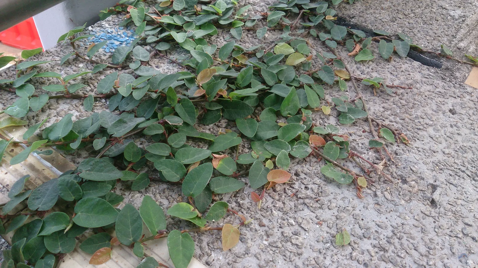 Creeping Fig (Ficus Pumila) — While relatively drought-tolerant, consistent moisture will ensure a more vigorous growth