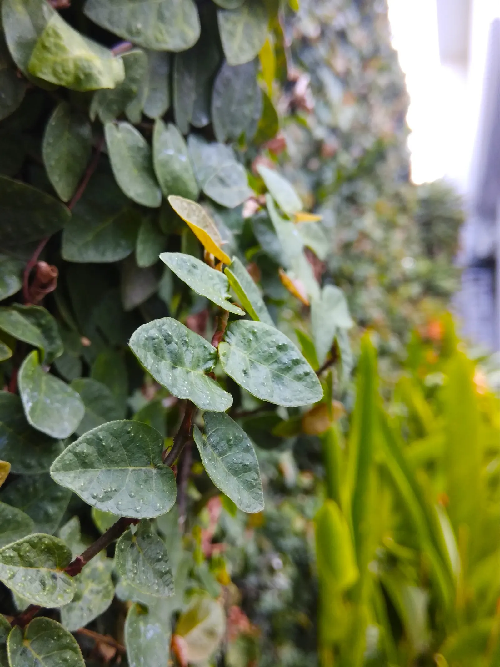 Creeping Fig (Ficus Pumila) — emerge a light green and mature to a darker shade; enjoys partial sun to shade, image 69