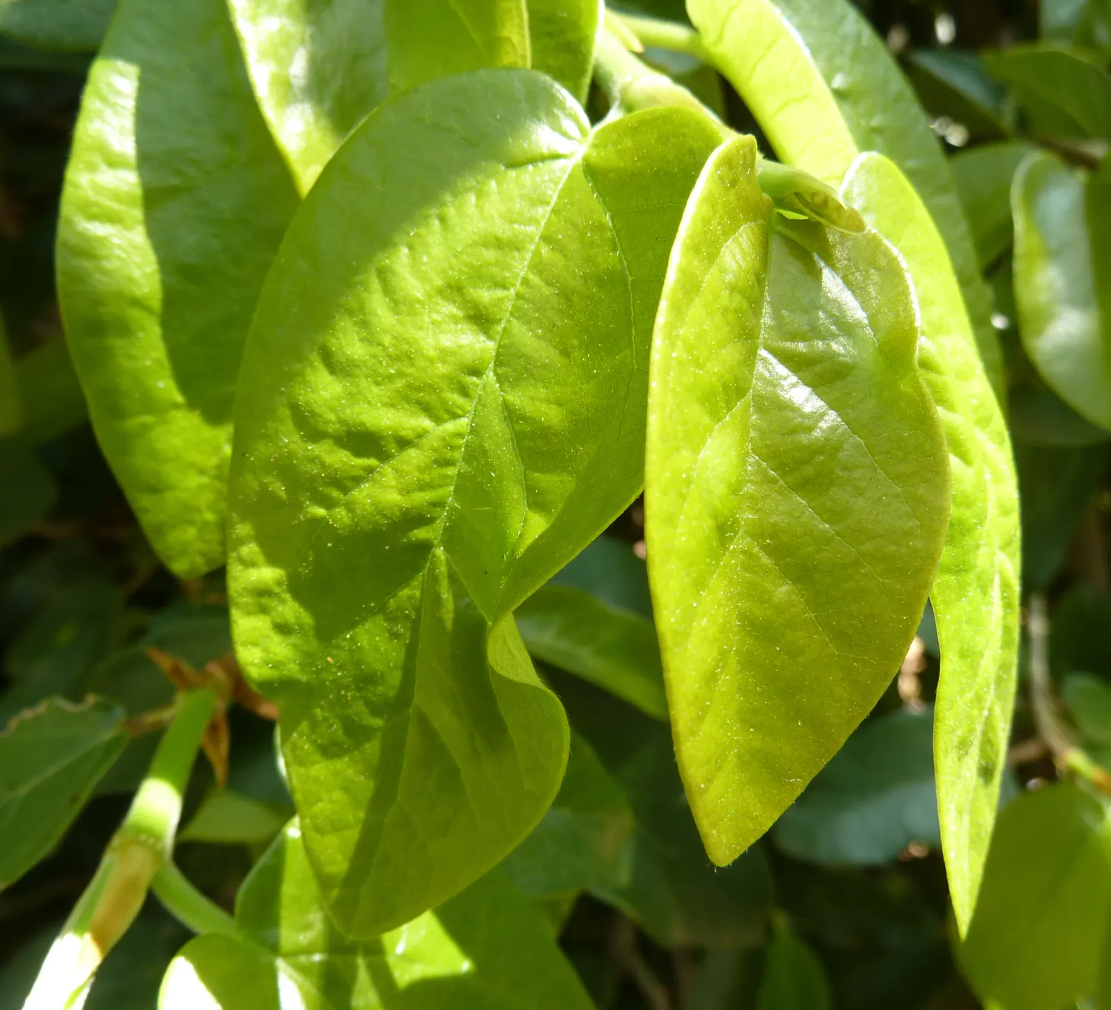 Creeping Fig (Ficus Pumila) — and requires minimal maintenance once established; enjoys partial sun to shade