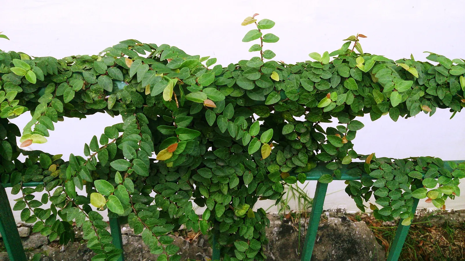 Creeping Fig (Ficus Pumila) — Ficus pumila does require a well-draining soil to prevent root rot.<br><br>When informing the client