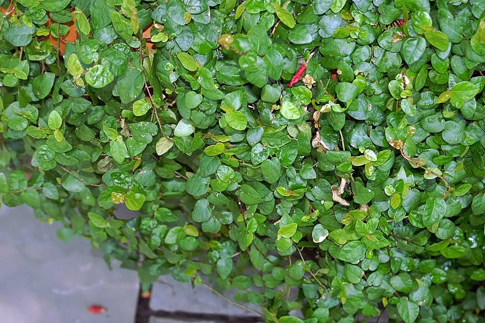 Creeping Fig (Ficus Pumila) — enjoys partial sun to shade; making it both an aesthetic and functional addition to any landscape design, image 60